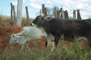 deux vaches dans la campagne baianaise